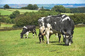 Cows grazing