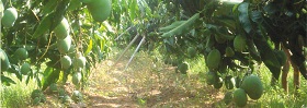 Coca-Cola India Website Mango orchard