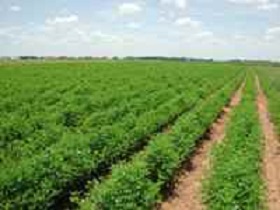 Organically farmed fields