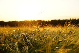 barley spikes