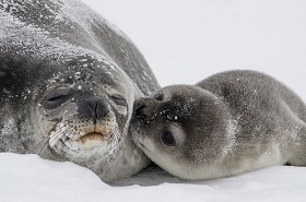 Seal mother and pup