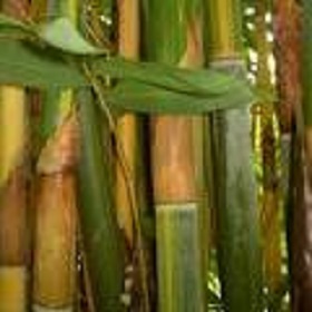 Bamboo Genus Schizostachyum