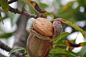 Almond fruits