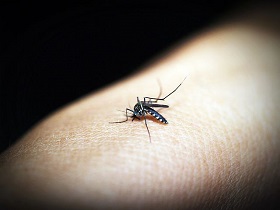 Pixabay a mosquito sitting on a human hand