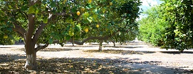 a grove of citrus trees