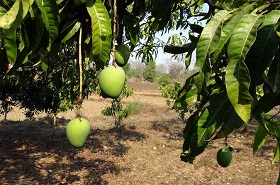 mango trees