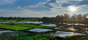 paddy fields