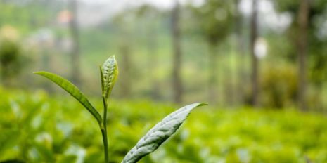 Tea Leaves from Unsplash