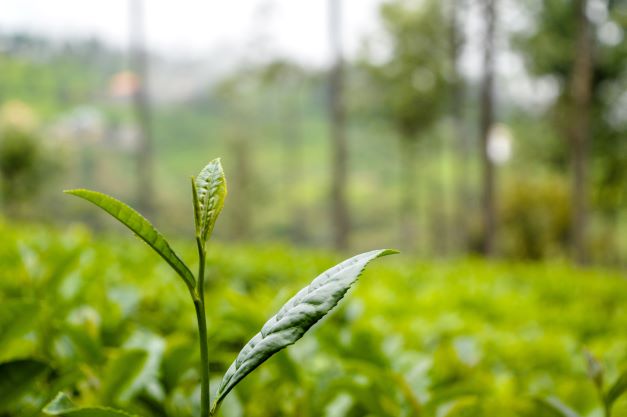 Tea Leaves from Unsplash