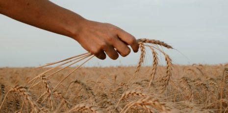 wheat-from-unsplash-1