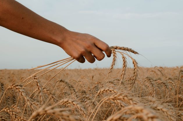 wheat-from-unsplash-1