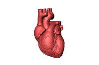 Heart from pixabay