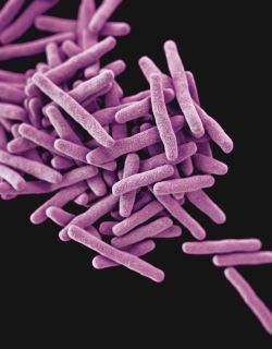 TB Bacteria