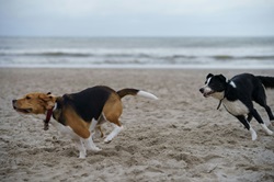 Dogs by Unsplash