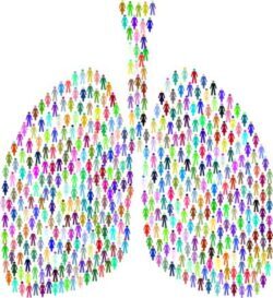 Lungs, Pixabay