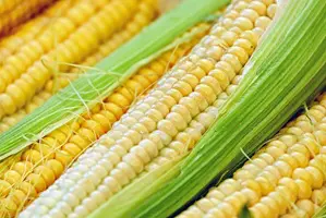corn Pixabay