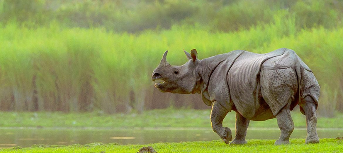 At kaziranga National Park