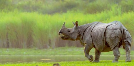 At kaziranga National Park