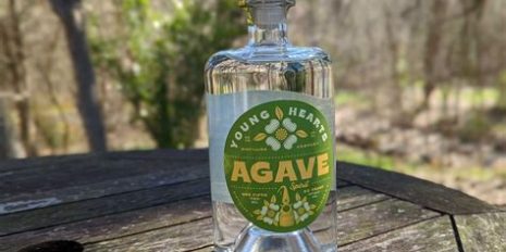 Agave jpeg