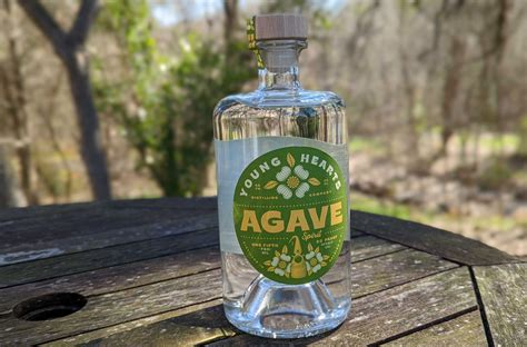 Agave jpeg