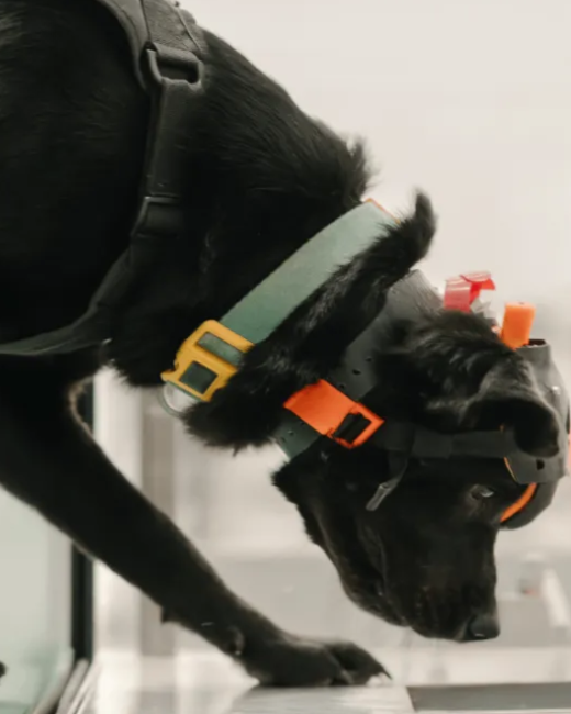 Dognozis Smell Test
